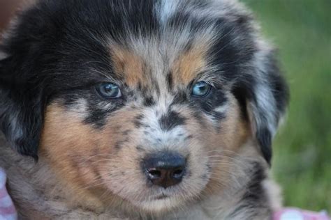 See This Puppy. . Canyon creek aussies